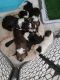Havanese Puppies for sale in Orlando, FL, USA. price: NA