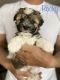 Havanese Puppies for sale in Farmington, MN, USA. price: NA