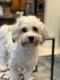 Havanese Puppies for sale in Irvine, CA, USA. price: $1,300