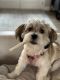 Havanese Puppies for sale in Omaha, NE, USA. price: NA