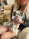 Havanese Puppies for sale in Yuma, AZ, USA. price: $2,500