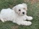 Havanese Puppies for sale in Flower Mound, TX 75077, USA. price: $1,800