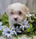Havanese Puppies for sale in Ontario, OR 97914, USA. price: $700