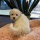 Havanese Puppies for sale in Las Vegas, NV, USA. price: $1,900