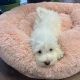 Havanese Puppies for sale in Las Vegas, NV, USA. price: $1,800