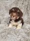 Havanese Puppies for sale in GALIVANTS FRY, SC 29544, USA. price: $1,200