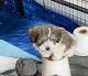 Havanese Puppies for sale in Portland, OR, USA. price: $1,600