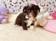 Havanese Puppies for sale in Okmulgee, OK 74447, USA. price: $850