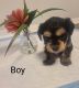 Havanese Puppies for sale in Johnson City, TN, USA. price: $850