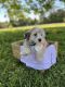 Havanese Puppies for sale in Anderson, SC, USA. price: $1,095