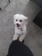 Havanese Puppies for sale in Lewis Center, OH, USA. price: NA