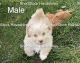Havanese Puppies for sale in Yakima, WA, USA. price: NA