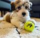 Havanese Puppies for sale in South Bay, CA, USA. price: $650