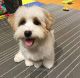 Havanese Puppies for sale in South Bay, CA, USA. price: NA