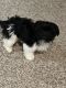 Havanese Puppies for sale in 7730 Centennial Dr, Memphis, TN 38125, USA. price: $800
