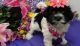 Havanese Puppies for sale in Phoenix, AZ 85001, USA. price: $600