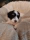Havanese Puppies for sale in Parker, CO, USA. price: NA