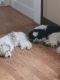 Havanese Puppies for sale in Clairton, PA, USA. price: $300