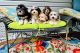 Havanese Puppies for sale in Fords Shop Rd, Virginia 22701, USA. price: NA