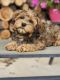 Havanese Puppies for sale in Canal Fulton, OH, USA. price: NA
