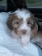 Havanese Puppies for sale in Edgewood, MD, USA. price: $800