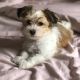 Havanese Puppies for sale in East Los Angeles, CA, USA. price: $750