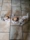 Havanese Puppies for sale in Brooklyn, OH, USA. price: $600