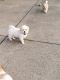 Havanese Puppies for sale in Brooklyn, OH, USA. price: NA