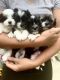 Havanese Puppies for sale in Twinsburg, OH 44087, USA. price: NA