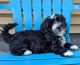 Havanese Puppies for sale in Spokane, WA, USA. price: $2,000
