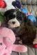 Havanese Puppies for sale in Livonia, MI, USA. price: $1,500