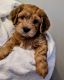 Havanese Puppies for sale in Bellingham, WA, USA. price: $2,900