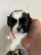 Havanese Puppies for sale in Hillsboro, OR 97123, USA. price: NA