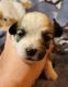 Havanese Puppies for sale in St Marys, PA, USA. price: NA