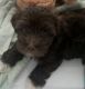 Havanese Puppies for sale in Las Vegas, NV, USA. price: $2,000