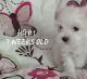 Havanese Puppies for sale in Macon, GA, USA. price: NA
