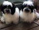 Havanese Puppies for sale in Fort Jennings, OH 45844, USA. price: $500