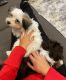 Havanese Puppies for sale in Hollywood, Los Angeles, CA, USA. price: NA