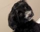 Havanese Puppies for sale in Bellingham, WA, USA. price: $1,500