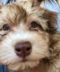 Havanese Puppies for sale in Champaign County, IL, USA. price: NA