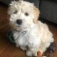 Havanese Puppies for sale in East Los Angeles, CA, USA. price: $950