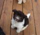 Havanese Puppies for sale in Southeast Kansas, KS, USA. price: $1,000