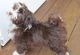 Havanese Puppies for sale in Southeast Kansas, KS, USA. price: $1,100