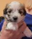 Havanese Puppies for sale in St Marys, PA, USA. price: $800