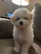 Havanese Puppies for sale in Grand Rapids, MI, USA. price: NA