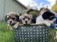 Havanese Puppies for sale in Oregon City, OR 97045, USA. price: $2,000