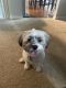 Havanese Puppies for sale in Lake in the Hills, IL, USA. price: $1,500