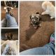 Havanese Puppies for sale in Whitney Point, NY 13862, USA. price: $800
