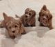 Havanese Puppies for sale in Bellingham, WA, USA. price: $2,500