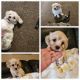 Havanese Puppies for sale in Whitney Point, NY 13862, USA. price: $1,000